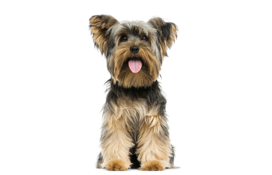 Yorkshire Terrier smiling